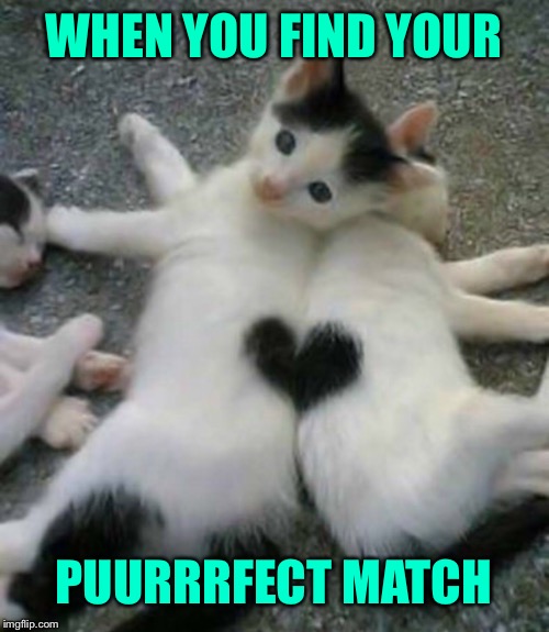 Puurrrfect Match | WHEN YOU FIND YOUR; PUURRRFECT MATCH | image tagged in kittens,match,heart | made w/ Imgflip meme maker