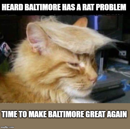 HEARD BALTIMORE HAS A RAT PROBLEM; TIME TO MAKE BALTIMORE GREAT AGAIN | image tagged in baltimore,rats,donald trump,politics,political meme | made w/ Imgflip meme maker