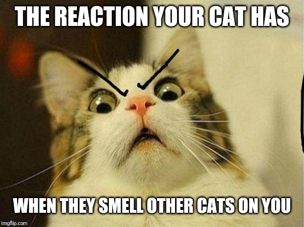 Scared Cat Meme | THE REACTION YOUR CAT HAS; WHEN THEY SMELL OTHER CATS ON YOU | image tagged in memes,scared cat | made w/ Imgflip meme maker
