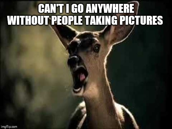 Deer Scream | CAN'T I GO ANYWHERE WITHOUT PEOPLE TAKING PICTURES | image tagged in deer scream | made w/ Imgflip meme maker