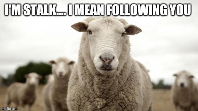 Sheep | I'M STALK.... I MEAN FOLLOWING YOU | image tagged in sheep | made w/ Imgflip meme maker