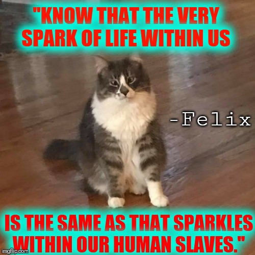 Felix, the Philosophical Cat | "KNOW THAT THE VERY SPARK OF LIFE WITHIN US; -Felix; IS THE SAME AS THAT SPARKLES WITHIN OUR HUMAN SLAVES." | image tagged in wacky cross-eyed cat,vince vance,cats,funny cats,words of wisdom,cat logic | made w/ Imgflip meme maker