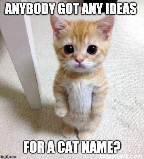 Cute Cat | ANYBODY GOT ANY IDEAS; FOR A CAT NAME? | image tagged in memes,cute cat | made w/ Imgflip meme maker