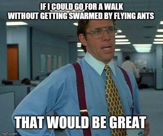 I'm having a spot of bad luck this week. | IF I COULD GO FOR A WALK WITHOUT GETTING SWARMED BY FLYING ANTS; THAT WOULD BE GREAT | image tagged in memes,that would be great,flying ants | made w/ Imgflip meme maker