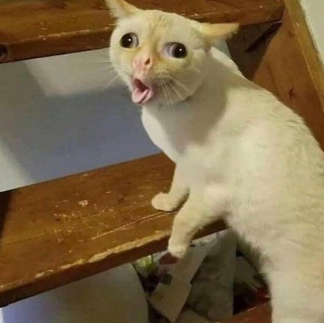 High Quality Coughing Cat Blank Meme Template