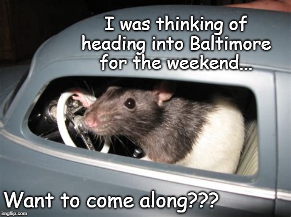 Weekend Plans... | I was thinking of heading into Baltimore for the weekend... Want to come along??? | image tagged in baltimore,weekend,rats | made w/ Imgflip meme maker