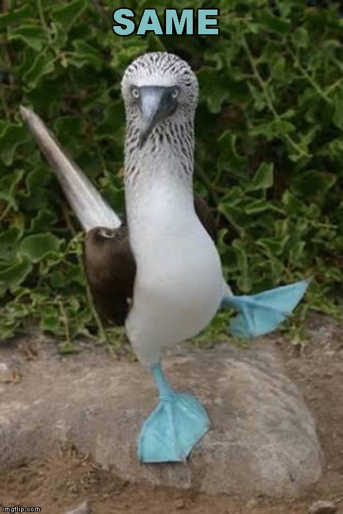 blue footed boobie dancing | SAME | image tagged in blue footed boobie dancing | made w/ Imgflip meme maker