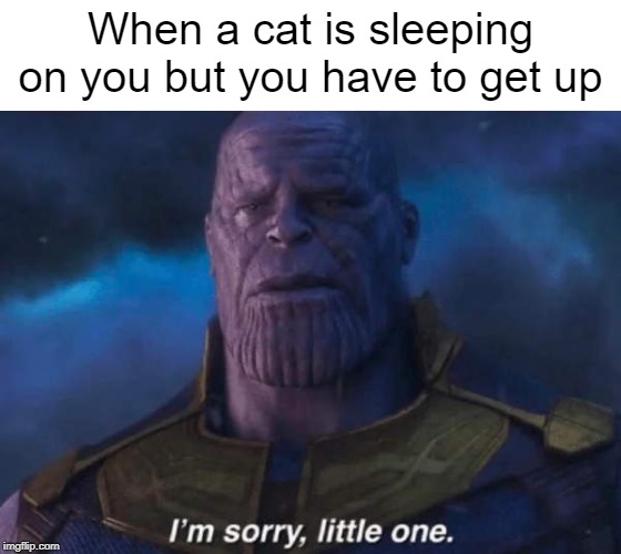 When a cat is sleeping on you but you have to get up | image tagged in i'm sorry little one | made w/ Imgflip meme maker