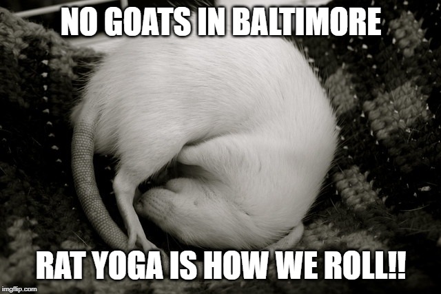 baltimore's rat yoga | NO GOATS IN BALTIMORE; RAT YOGA IS HOW WE ROLL!! | image tagged in funny,democrats,baltimore,politics | made w/ Imgflip meme maker