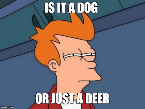 IS IT A DOG OR JUST A DEER | image tagged in memes,futurama fry | made w/ Imgflip meme maker