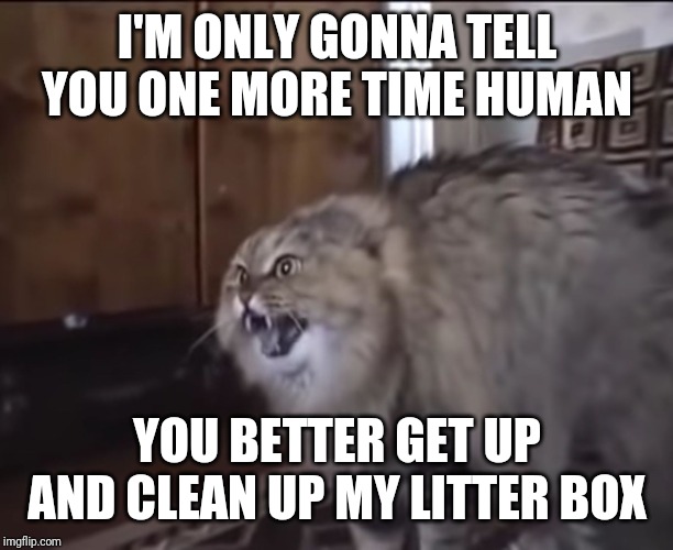 Psycho kitty wants the litter box cleaned right hissing meow | I'M ONLY GONNA TELL YOU ONE MORE TIME HUMAN; YOU BETTER GET UP AND CLEAN UP MY LITTER BOX | image tagged in hissing cat,memes,cat memes | made w/ Imgflip meme maker