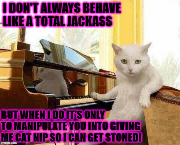 I DON'T ALWAYS | I DON'T ALWAYS BEHAVE LIKE A TOTAL JACKASS; BUT WHEN I DO IT'S ONLY TO MANIPULATE YOU INTO GIVING ME CAT NIP SO I CAN GET STONED! | image tagged in i don't always | made w/ Imgflip meme maker