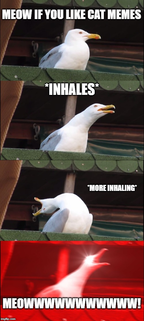 Inhaling Seagull Meme | MEOW IF YOU LIKE CAT MEMES; *INHALES*; *MORE INHALING*; MEOWWWWWWWWWWW! | image tagged in memes,inhaling seagull | made w/ Imgflip meme maker