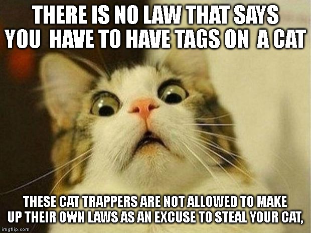 Scared Cat | THERE IS NO LAW THAT SAYS YOU  HAVE TO HAVE TAGS ON  A CAT; THESE CAT TRAPPERS ARE NOT ALLOWED TO MAKE UP THEIR OWN LAWS AS AN EXCUSE TO STEAL YOUR CAT, | image tagged in memes,scared cat | made w/ Imgflip meme maker