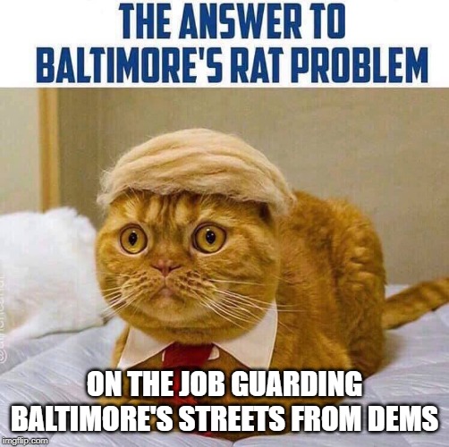 Morris Trump The Rat Slayer! | ON THE JOB GUARDING BALTIMORE'S STREETS FROM DEMS | image tagged in baltimore,president trump,democrats,rats,morris | made w/ Imgflip meme maker