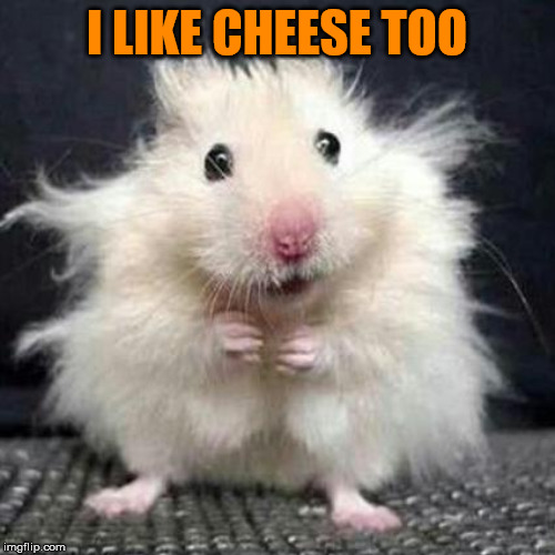 Stressed Mouse | I LIKE CHEESE TOO | image tagged in stressed mouse | made w/ Imgflip meme maker