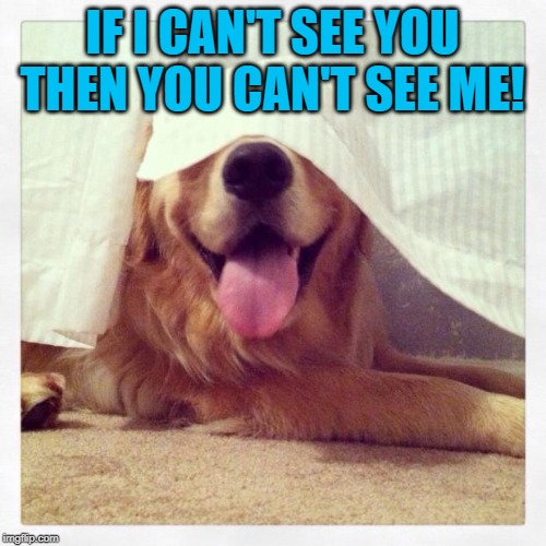 Dog hiding in plain sight  | IF I CAN'T SEE YOU THEN YOU CAN'T SEE ME! | image tagged in dog hiding in plain sight | made w/ Imgflip meme maker
