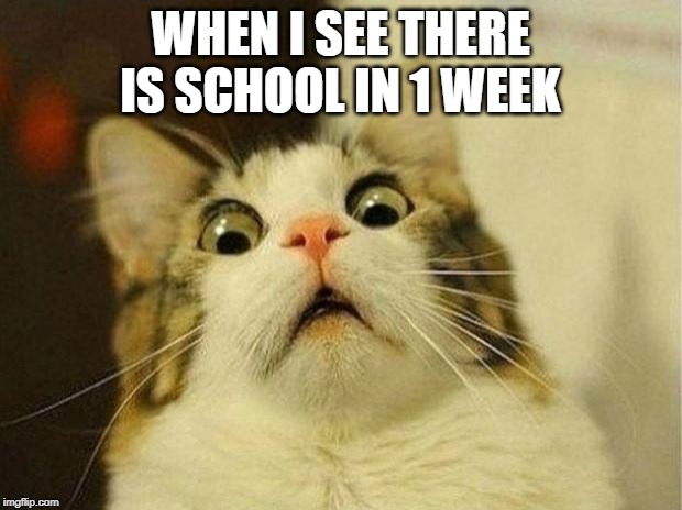 Scared Cat Meme | WHEN I SEE THERE IS SCHOOL IN 1 WEEK | image tagged in memes,scared cat | made w/ Imgflip meme maker