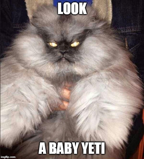 WHAT KINDA CAT IS THAT? | LOOK; A BABY YETI | image tagged in cats,funny,yeti | made w/ Imgflip meme maker