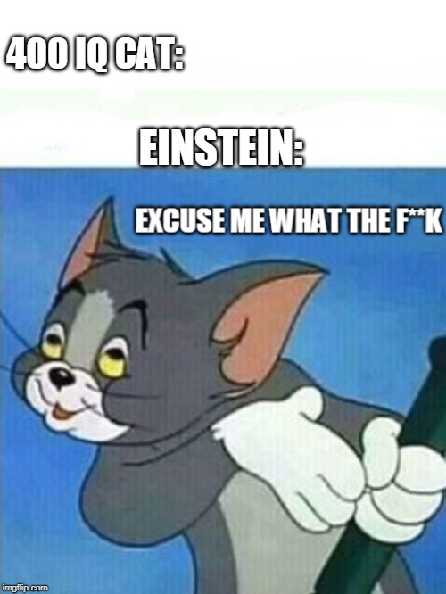 tom excuse me update | EINSTEIN: 400 IQ CAT: | image tagged in tom excuse me update | made w/ Imgflip meme maker