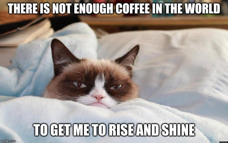 No One Wants To Get Out Of Bed | THERE IS NOT ENOUGH COFFEE IN THE WORLD; TO GET ME TO RISE AND SHINE | image tagged in memes,grumpy cat,grumpy cat bed | made w/ Imgflip meme maker