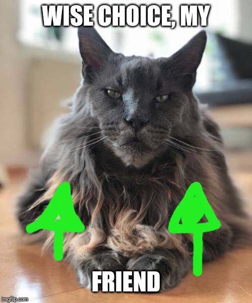 Wise Cat | WISE CHOICE, MY FRIEND | image tagged in wise cat | made w/ Imgflip meme maker