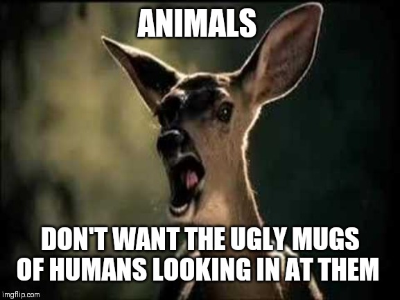 Deer Scream | ANIMALS DON'T WANT THE UGLY MUGS OF HUMANS LOOKING IN AT THEM | image tagged in deer scream | made w/ Imgflip meme maker