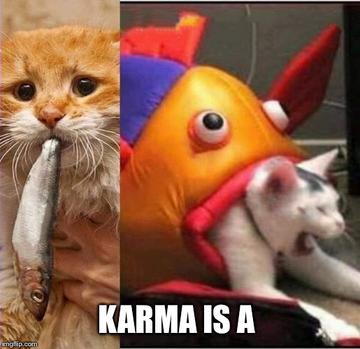 Fish eating cat | KARMA IS A | image tagged in fish eating cat | made w/ Imgflip meme maker