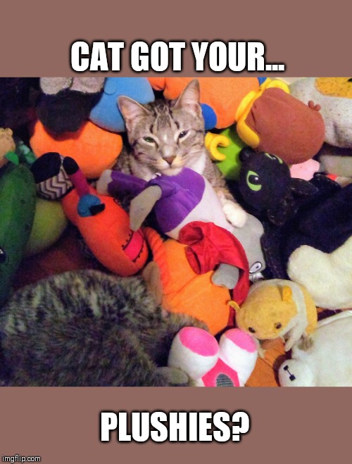 Plushy Cat | CAT GOT YOUR... PLUSHIES? | made w/ Imgflip meme maker