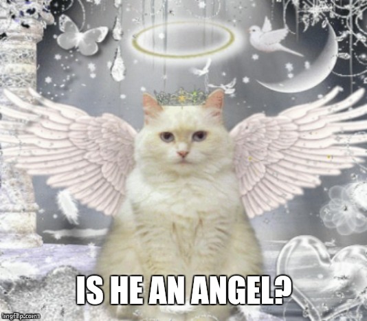 Cat Angel | IS HE AN ANGEL? | image tagged in cat angel | made w/ Imgflip meme maker