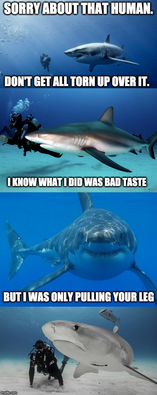 Shark puns, everywhere. |  SORRY ABOUT THAT HUMAN. DON'T GET ALL TORN UP OVER IT. I KNOW WHAT I DID WAS BAD TASTE; BUT I WAS ONLY PULLING YOUR LEG | image tagged in straight white shark,puns,bad pun,diver,shark week | made w/ Imgflip meme maker