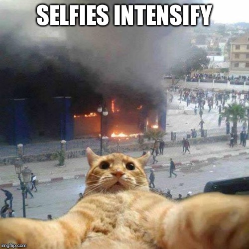 Selfie cat | SELFIES INTENSIFY | image tagged in selfie cat | made w/ Imgflip meme maker