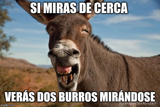 2 donkeys staring at each other (spanish) | SI MIRAS DE CERCA; VERÁS DOS BURROS MIRÁNDOSE | image tagged in donkey jackass braying | made w/ Imgflip meme maker