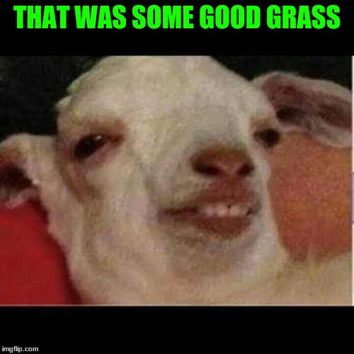 Drunk goat | THAT WAS SOME GOOD GRASS | image tagged in drunk goat | made w/ Imgflip meme maker