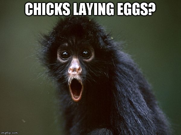 ooooh | CHICKS LAYING EGGS? | image tagged in ooooh | made w/ Imgflip meme maker