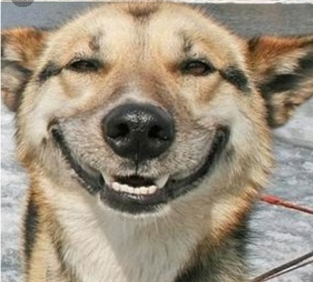 Smiling dog Blank Meme Template