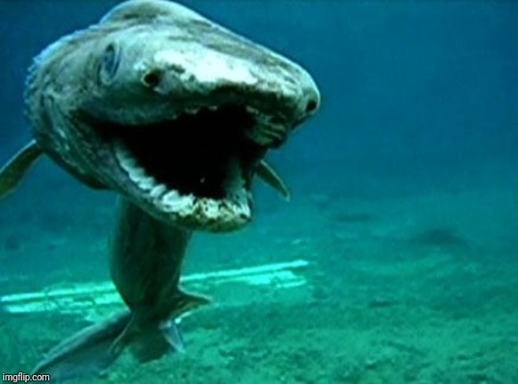 Frilled shark | image tagged in frilled shark | made w/ Imgflip meme maker