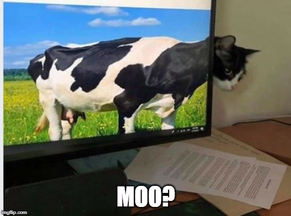 Utterly Hillarious | MOO? | image tagged in funny cats | made w/ Imgflip meme maker
