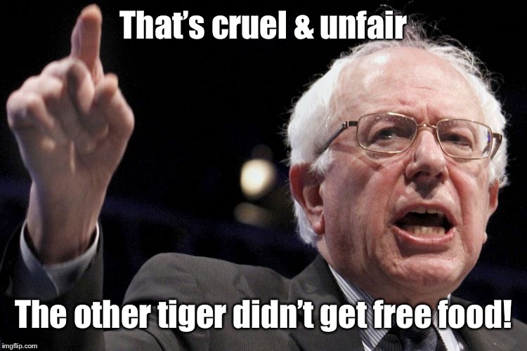 Bernie Sanders | That’s cruel & unfair The other tiger didn’t get free food! | image tagged in bernie sanders | made w/ Imgflip meme maker