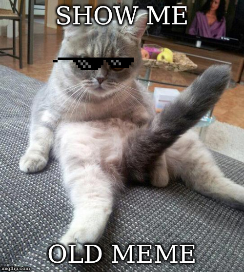 Sexy Cat | SHOW ME; OLD MEME | image tagged in memes,sexy cat | made w/ Imgflip meme maker