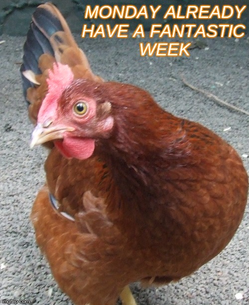 Monday Already | MONDAY ALREADY
HAVE A FANTASTIC
WEEK | image tagged in monday already,memes,good morning monday chickens | made w/ Imgflip meme maker