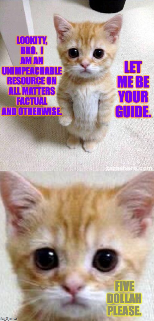 LOOKITY, BRO.  I AM AN UNIMPEACHABLE RESOURCE ON ALL MATTERS FACTUAL AND OTHERWISE. FIVE DOLLAH PLEASE. LET ME BE YOUR GUIDE. | image tagged in memes,cute cat | made w/ Imgflip meme maker