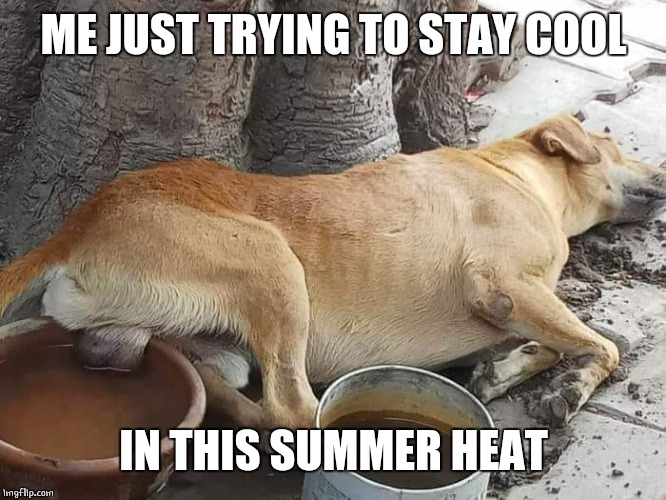STAYING COOL | ME JUST TRYING TO STAY COOL; IN THIS SUMMER HEAT | image tagged in doge,dogs,cool dog,fuuny,memes | made w/ Imgflip meme maker