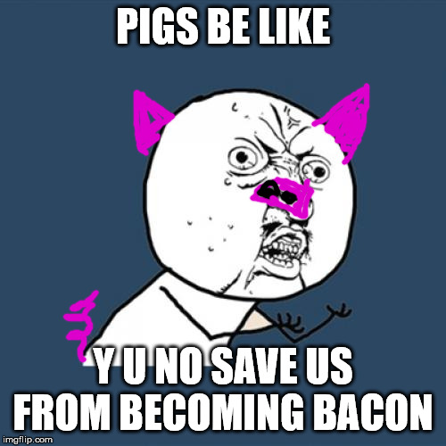 Y U No Meme | PIGS BE LIKE; Y U NO SAVE US FROM BECOMING BACON | image tagged in memes,y u no | made w/ Imgflip meme maker