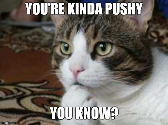 Ponder cat | YOU'RE KINDA PUSHY YOU KNOW? | image tagged in ponder cat | made w/ Imgflip meme maker