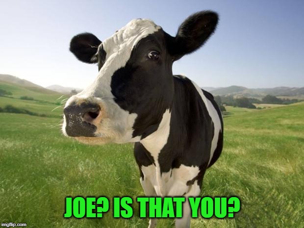 cow | JOE? IS THAT YOU? | image tagged in cow | made w/ Imgflip meme maker