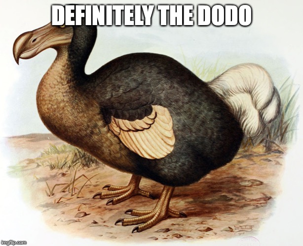 Dodo | DEFINITELY THE DODO | image tagged in dodo | made w/ Imgflip meme maker