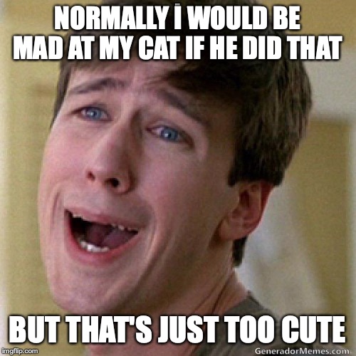 awww | NORMALLY I WOULD BE MAD AT MY CAT IF HE DID THAT BUT THAT'S JUST TOO CUTE | image tagged in awww | made w/ Imgflip meme maker