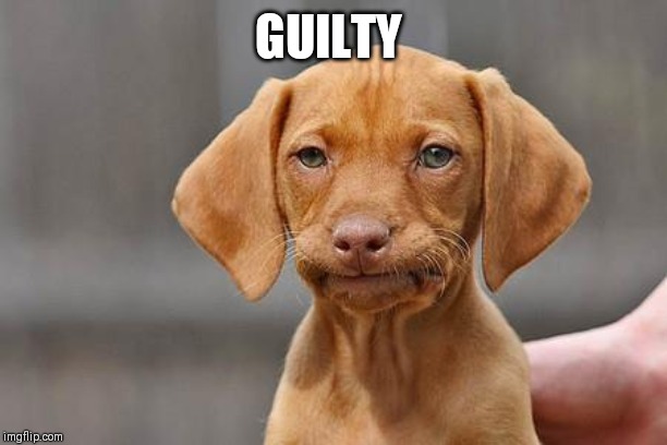 Dissapointed puppy | GUILTY | image tagged in dissapointed puppy | made w/ Imgflip meme maker