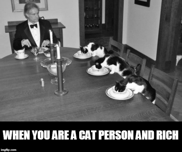 rich | WHEN YOU ARE A CAT PERSON AND RICH | image tagged in cats | made w/ Imgflip meme maker